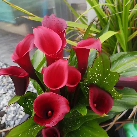 Ocean Heights 4* Lissadell