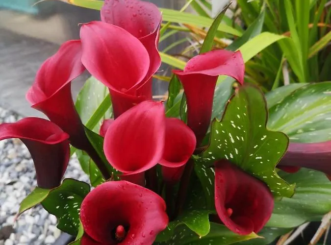 Ocean Heights 4* Lissadell