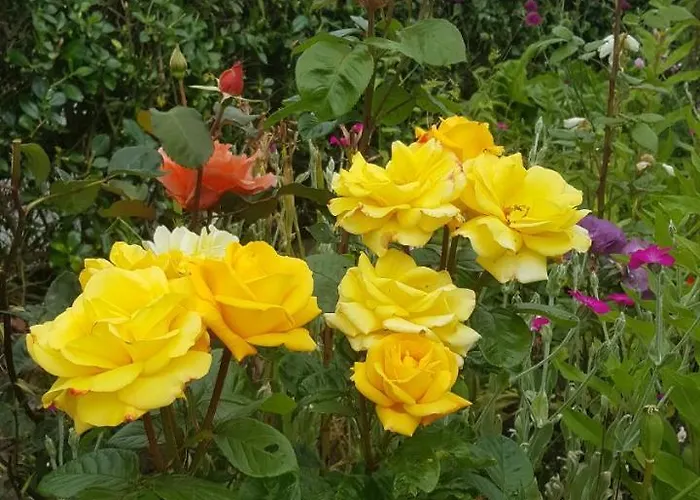 Ocean Heights 4* Lissadell