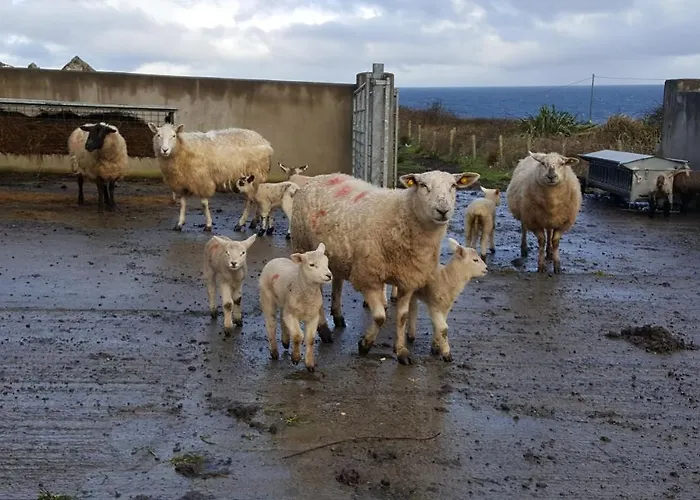 ベッド・アンド・ブレックファスト Ocean Heights Lissadell